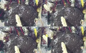 xo殑姝屽拰楣挎櫁鏋滅劧寰堟惌