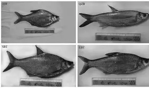 AYX SPORTS-S%wM鳊谨爿